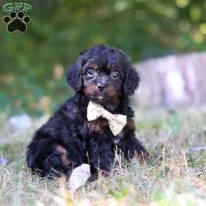Winkie, Cavapoo Puppy
